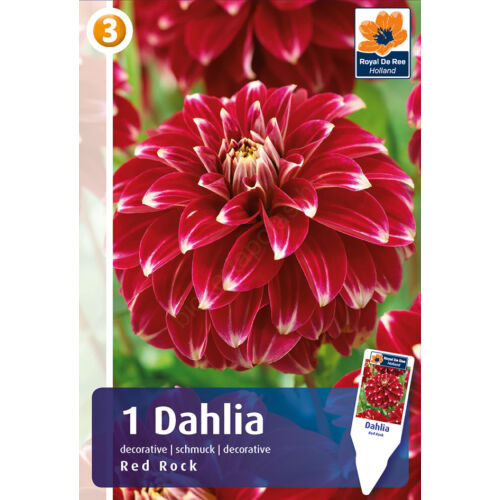 LABDA DÁLIA - Dahlia Decorative Red Rock