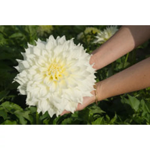 Kép 5/6 - Óriásvirágú dália gumó Fleurel Dinnerplate - De Ree