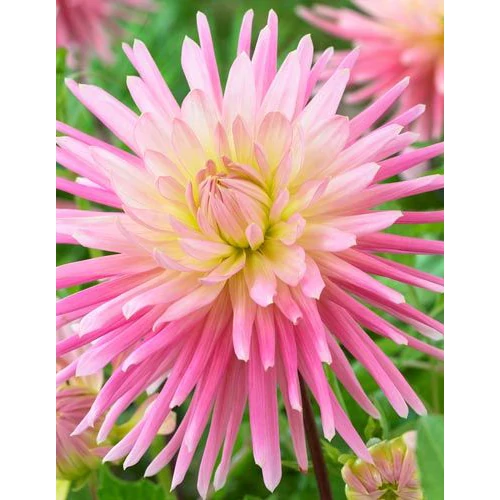 Kép 2/2 - Kaktusz dália gumó Jeanne d'Arc - De Ree