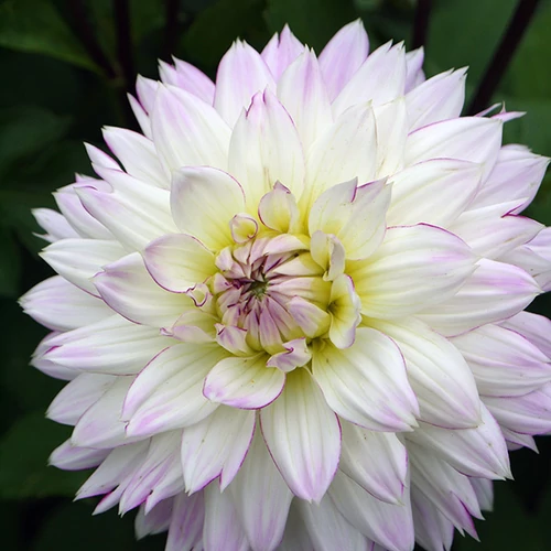 Kép 2/3 - Labda dália gumó Decorativ Crazy Love - De Ree