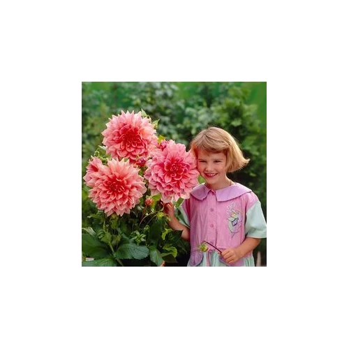 Kép 5/5 - Óriásvirágú dália gumó Otto's Thrill - De Ree