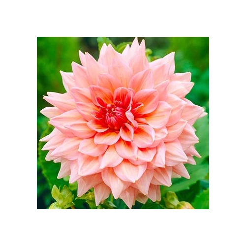 Kép 2/5 - Óriásvirágú dália gumó Otto's Thrill - De Ree