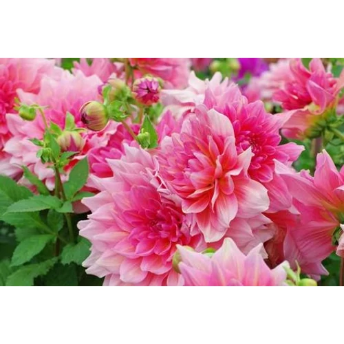 Kép 3/5 - Óriásvirágú dália gumó Otto's Thrill - De Ree