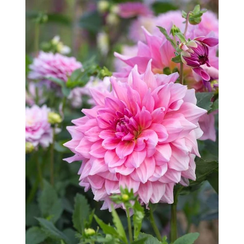 Kép 4/5 - Óriásvirágú dália gumó Otto's Thrill - De Ree