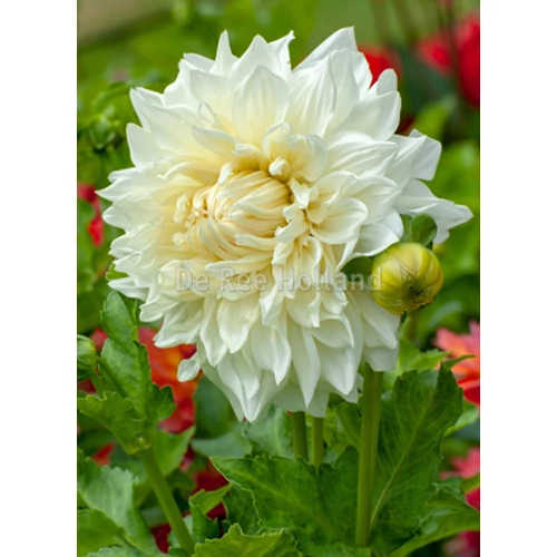 Kép 2/6 - Óriásvirágú dália gumó Fleurel Dinnerplate - De Ree