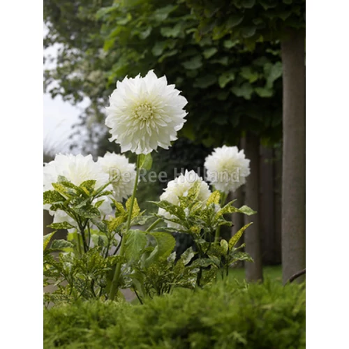 Kép 3/6 - Óriásvirágú dália gumó Fleurel Dinnerplate - De Ree