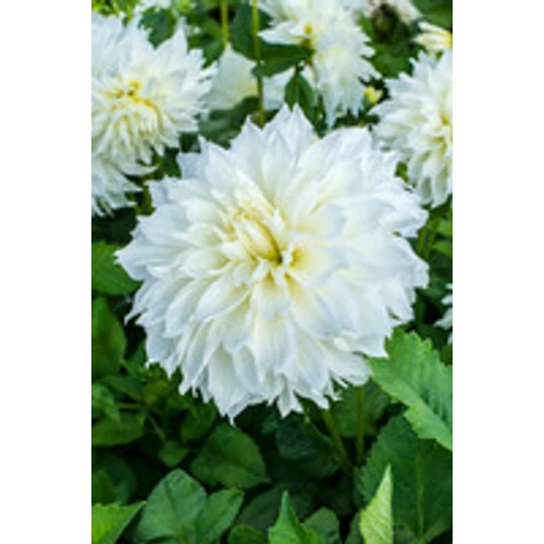 Kép 4/6 - Óriásvirágú dália gumó Fleurel Dinnerplate - De Ree