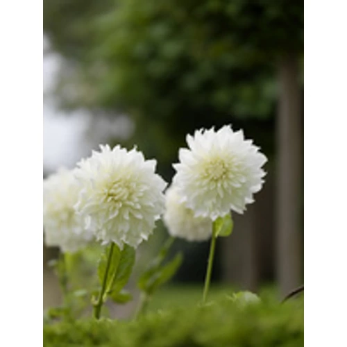 Kép 6/6 - Óriásvirágú dália gumó Fleurel Dinnerplate - De Ree