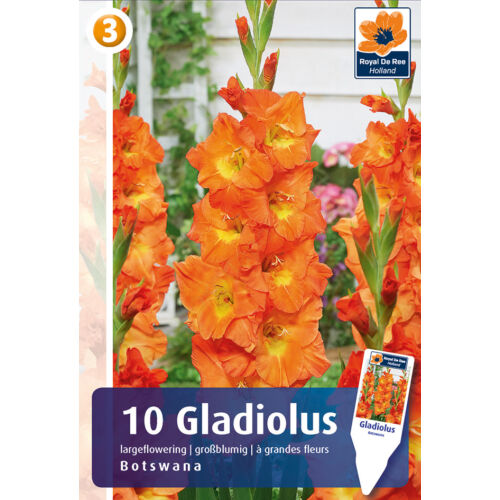 Gladiolus Botswana