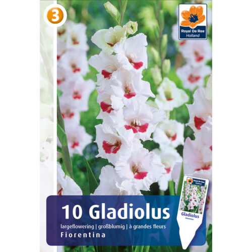 Gladiolus Fiorentina 