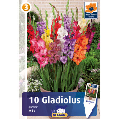Gladiolus Glamini 'Mix'