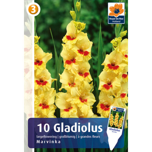 Gladiolus Largeflowering Marvinka