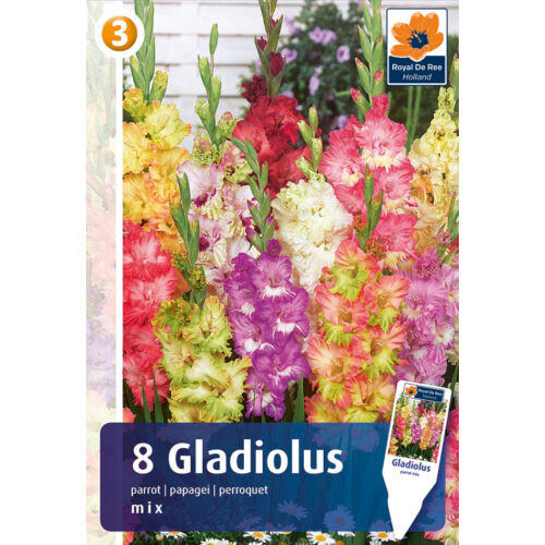 Gladiolus Parrot Mix