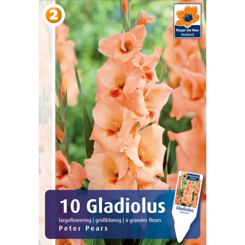 Gladiolus Peter Pears