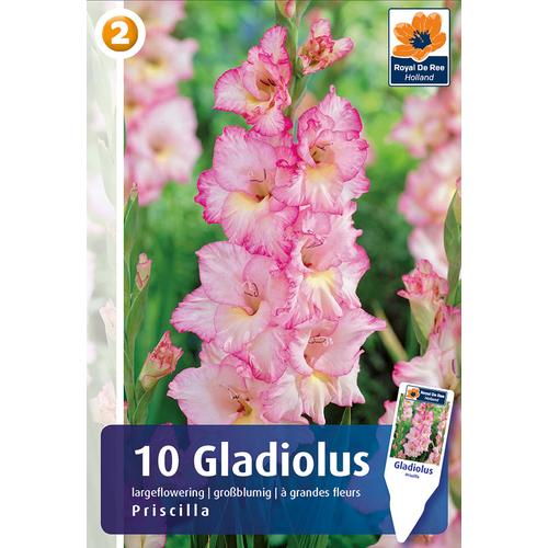Gladiolus Priscilla