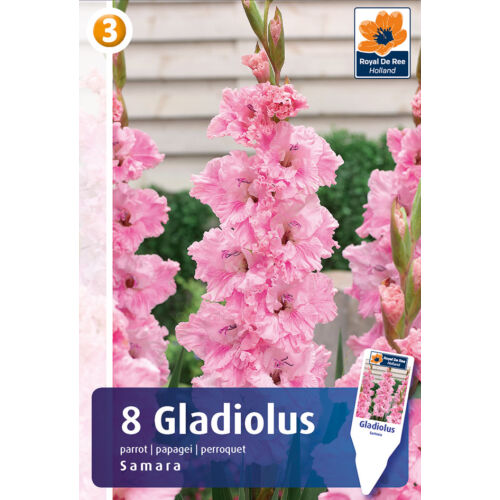 Gladiolus Parrot Samara