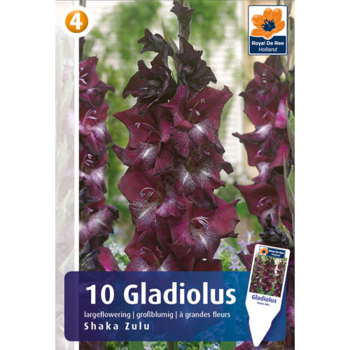 Gladiolus Shaka Zulu