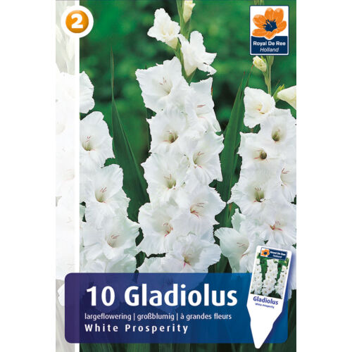 Gladiolus White Prosperity - HÓFEHÉR KARDVIRÁG