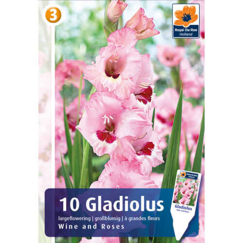 Gladiolus Wine and Roses