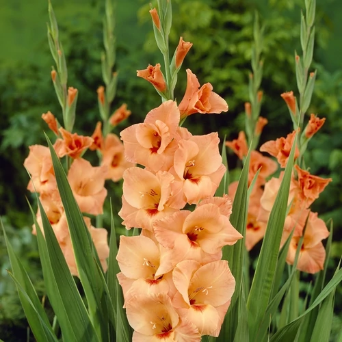 Kép 3/3 - Largeflowering Peter Pears kardvirág hagyma - De Ree