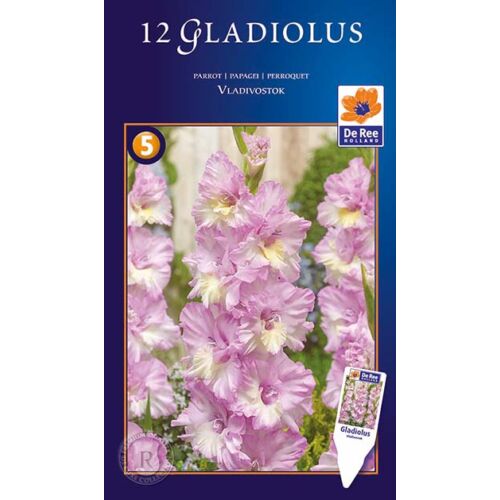 Gladiolus Parrot Vladivostok - PAPAGÁJVIRÁGÚ