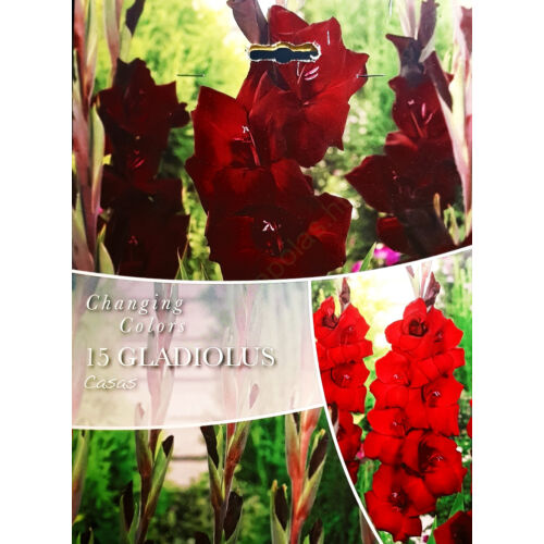 Gladiolus Largeflowering 'Nori' 