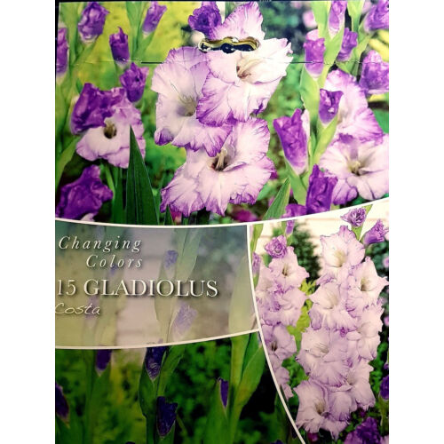 Gladiolus Changing Colors 'Costa' - Színátmenetes