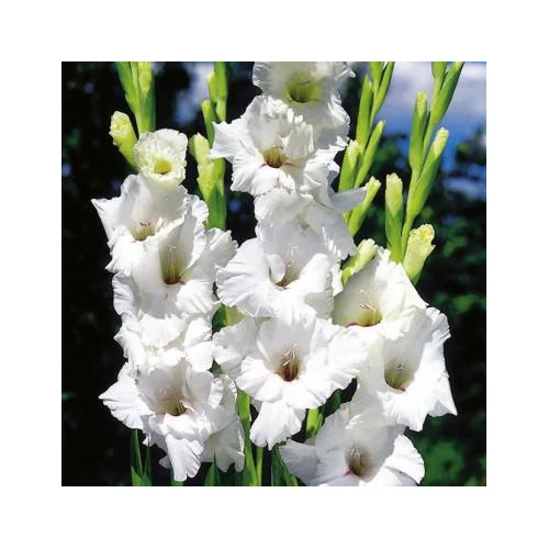 Kép 2/2 - Largeflowering White Prosperity kardvirág hagyma - De Ree