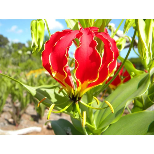 Kép 4/5 - Koronásliliom - Gloriosa superba Rotschildiana