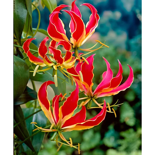 Kép 5/5 - Koronásliliom - Gloriosa superba Rotschildiana