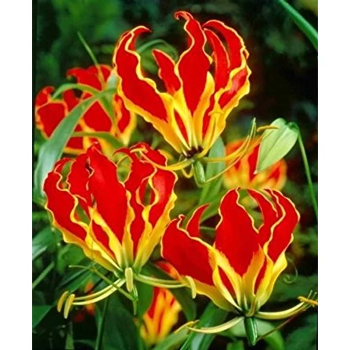 Kép 2/5 - Koronásliliom - Gloriosa superba Rotschildiana