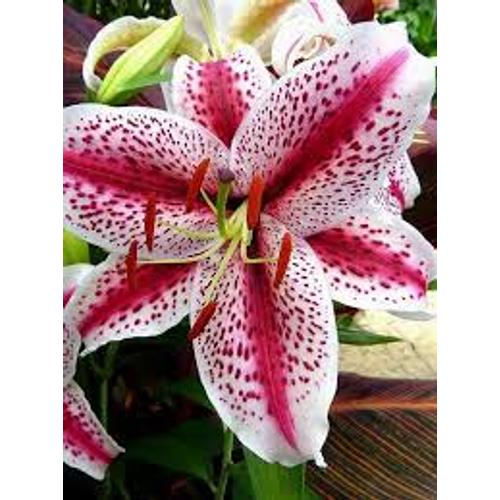 Liliom 'Tigrinum' - Tigrisliliom