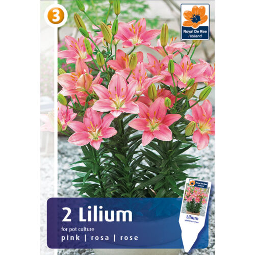 Lilium Pot-Culture Pink ALACSONY, ILLATOS