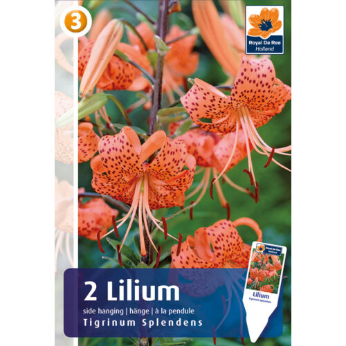 Lilium Tigrinum Splendens TIGRISLILIOM