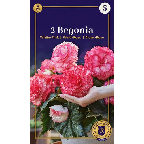 Begonia Ruffled White-Pink - ÓRIÁS VIRÁGÚ