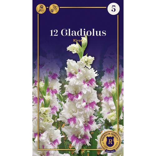Gladiolus Parrot Kirov - PAPAGÁJVIRÁGÚ