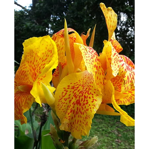 Kép 2/3 - Kánna - Canna Picasso gumó - De Ree