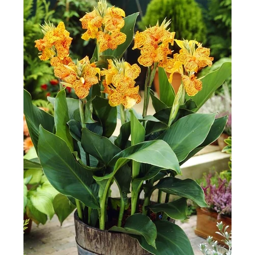 Kép 3/3 - Kánna - Canna Picasso gumó - De Ree