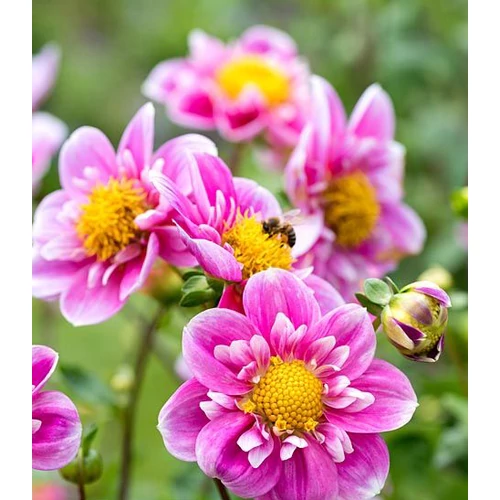 Kép 2/3 - Alacsony Mignon dália gumó Hartenaas - De Ree