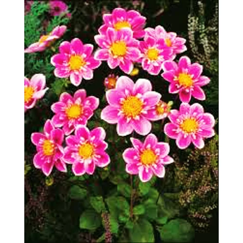 Kép 3/3 - Alacsony Mignon dália gumó Hartenaas - De Ree