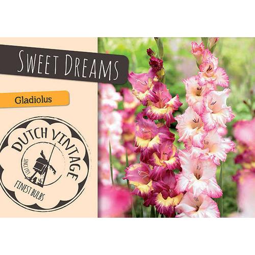Gladiolus Dutch Vintage 'Sweet Dreams'