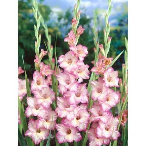 Kép 2/2 - Gladiolus Priscilla kardvirág
