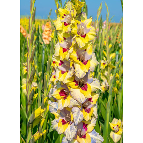 Gladiolus Largeflowering 'Oracle'