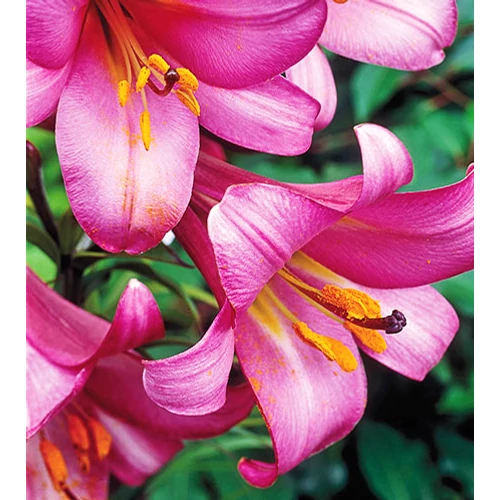 Kép 2/3 - Liliom trumped 'Pink Perfection'
