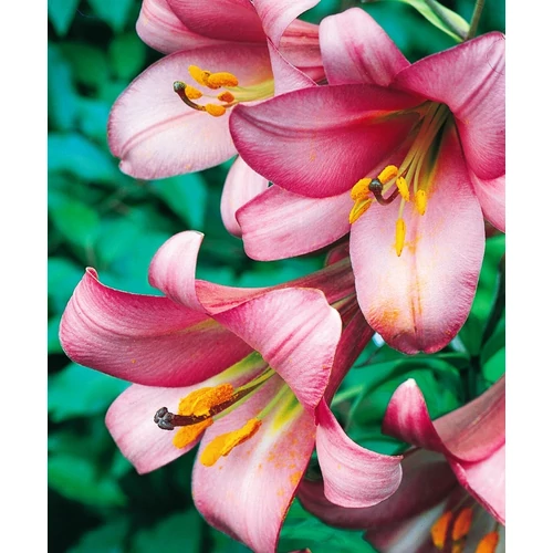 Kép 3/3 - Liliom trumped 'Pink Perfection'