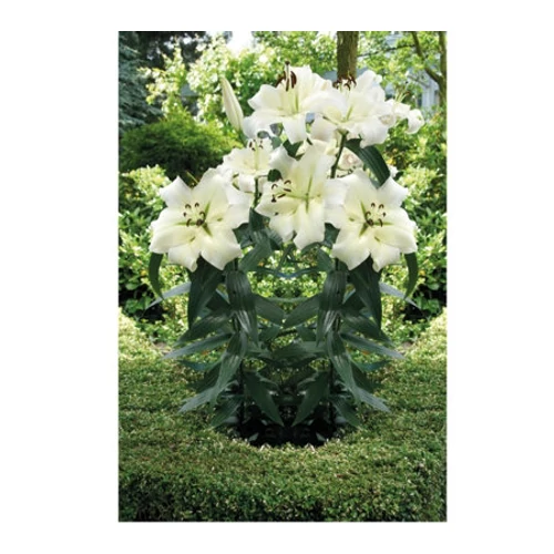 Kép 3/4 - Pretty Woman óriás faliliom virághagyma - De Ree