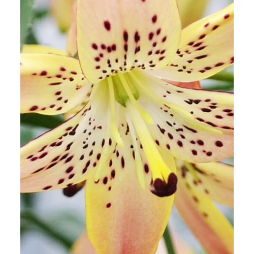 Kép 3/3 - Tiger Side-Handing Corsage liliom virághagyma - De Ree