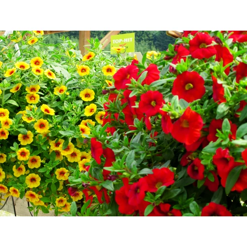 Kép 5/7 - Substral Osmocote hosszú hatású rhododendron trágya 1,5kg