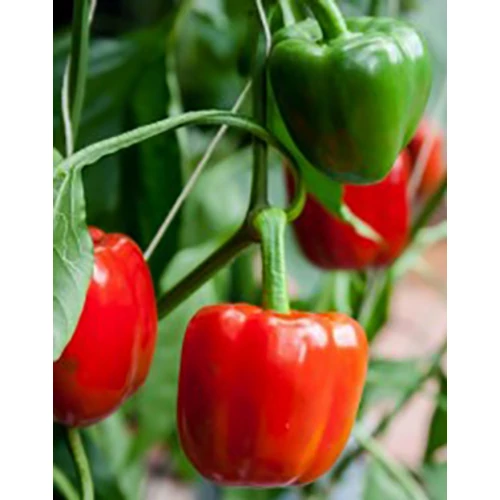 California Wonder - Kaliforniai PAPRIKA - ZKI