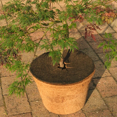 Kép 3/3 - Talajtakaró Classic kókuszrost korong